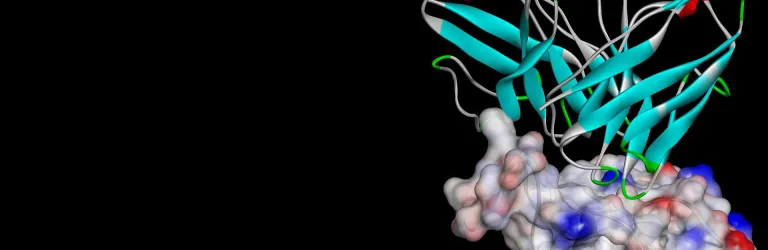 Macromolécules dans Discovery Studio > Dassault Systèmes